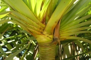 <strong>Pandanaceae - Pandanus utilis - Bory</strong><br />© Sarrailh Jean-Michel / CIRAD