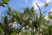 <strong>Pandanaceae - Pandanus utilis - Bory</strong><br />© Sarrailh Jean-Michel / CIRAD