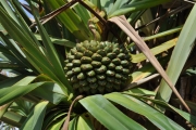 <strong>Pandanaceae - Pandanus utilis - Bory</strong><br />© Sarrailh Jean-Michel / CIRAD