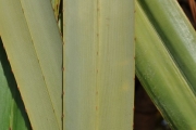 <strong>Pandanaceae - Pandanus utilis - Bory</strong><br />© Sarrailh Jean-Michel / CIRAD