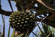 <strong>Pandanaceae - Pandanus utilis - Bory</strong><br />© Sarrailh Jean-Michel / CIRAD