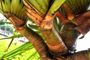 <strong>Pandanaceae - Pandanus utilis - Bory</strong><br />© Sarrailh Jean-Michel / CIRAD