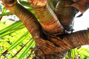<strong>Pandanaceae - Pandanus utilis - Bory</strong><br />© Sarrailh Jean-Michel / CIRAD