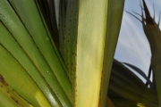<strong>Pandanaceae - Pandanus utilis - Bory</strong><br />© Sarrailh Jean-Michel / CIRAD