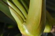 <strong>Pandanaceae - Pandanus utilis - Bory</strong><br />© Sarrailh Jean-Michel / CIRAD
