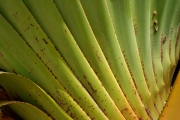 <strong>Pandanaceae - Pandanus utilis - Bory</strong><br />© Sarrailh Jean-Michel / CIRAD