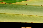 <strong>Pandanaceae - Pandanus utilis - Bory</strong><br />© Sarrailh Jean-Michel / CIRAD