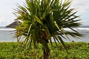 <strong>Pandanaceae - Pandanus utilis - Bory</strong><br />© Sarrailh Jean-Michel / CIRAD