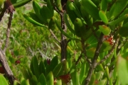 <strong>Lythraceae - Pemphis acidula - J.R.Forst. et G.Forst.</strong><br />© Sarrailh Jean-Michel / CIRAD