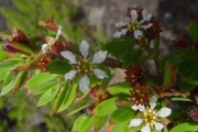 <strong>Lythraceae - Pemphis acidula - J.R.Forst. et G.Forst.</strong><br />© Sarrailh Jean-Michel / CIRAD