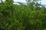 <strong>Lythraceae - Pemphis acidula - J.R.Forst. et G.Forst.</strong><br />© Sarrailh Jean-Michel / CIRAD