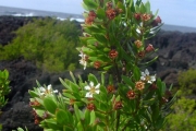 <strong>Lythraceae - Pemphis acidula - J.R.Forst. et G.Forst.</strong><br />© Sarrailh Jean-Michel / CIRAD