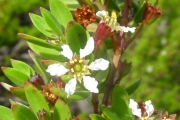 <strong>Lythraceae - Pemphis acidula - J.R.Forst. et G.Forst.</strong><br />© Sarrailh Jean-Michel / CIRAD
