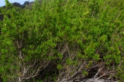 <strong>Lythraceae - Pemphis acidula - J.R.Forst. et G.Forst.</strong><br />© Sarrailh Jean-Michel / CIRAD