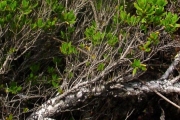 <strong>Lythraceae - Pemphis acidula - J.R.Forst. et G.Forst.</strong><br />© Sarrailh Jean-Michel / CIRAD