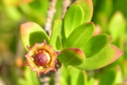 <strong>Lythraceae - Pemphis acidula - J.R.Forst. et G.Forst.</strong><br />© Sarrailh Jean-Michel / CIRAD