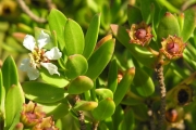 <strong>Lythraceae - Pemphis acidula - J.R.Forst. et G.Forst.</strong><br />© Sarrailh Jean-Michel / CIRAD
