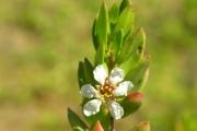 <strong>Lythraceae - Pemphis acidula - J.R.Forst. et G.Forst.</strong><br />© Sarrailh Jean-Michel / CIRAD
