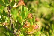 <strong>Lythraceae - Pemphis acidula - J.R.Forst. et G.Forst.</strong><br />© Sarrailh Jean-Michel / CIRAD