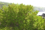 <strong>Lythraceae - Pemphis acidula - J.R.Forst. et G.Forst.</strong><br />© Sarrailh Jean-Michel / CIRAD