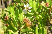 <strong>Lythraceae - Pemphis acidula - J.R.Forst. et G.Forst.</strong><br />© Sarrailh Jean-Michel / CIRAD