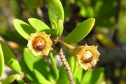 <strong>Lythraceae - Pemphis acidula - J.R.Forst. et G.Forst.</strong><br />© Sarrailh Jean-Michel / CIRAD