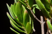 <strong>Lythraceae - Pemphis acidula - J.R.Forst. et G.Forst.</strong><br />© Sarrailh Jean-Michel / CIRAD