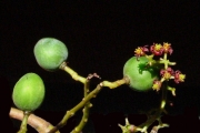 <strong>Anacardiaceae - Poupartia borbonica - J.F.Gmel.</strong><br />© Sarrailh Jean-Michel / CIRAD