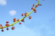 <strong>Anacardiaceae - Poupartia borbonica - J.F.Gmel.</strong><br />© Sarrailh Jean-Michel / CIRAD