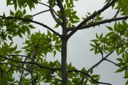 <strong>Anacardiaceae - Poupartia borbonica - J.F.Gmel.</strong><br />© Sarrailh Jean-Michel / CIRAD