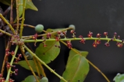 <strong>Anacardiaceae - Poupartia borbonica - J.F.Gmel.</strong><br />© Sarrailh Jean-Michel / CIRAD