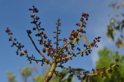 <strong>Anacardiaceae - Poupartia borbonica - J.F.Gmel.</strong><br />© Sarrailh Jean-Michel / CIRAD