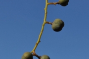 <strong>Anacardiaceae - Poupartia borbonica - J.F.Gmel.</strong><br />© Sarrailh Jean-Michel / CIRAD