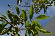 <strong>Anacardiaceae - Poupartia borbonica - J.F.Gmel.</strong><br />© Sarrailh Jean-Michel / CIRAD