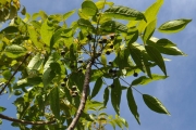 <strong>Anacardiaceae - Poupartia borbonica - J.F.Gmel.</strong><br />© Sarrailh Jean-Michel / CIRAD