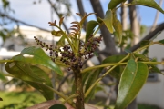 <strong>Anacardiaceae - Poupartia borbonica - J.F.Gmel.</strong><br />© Sarrailh Jean-Michel / CIRAD