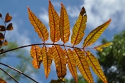<strong>Anacardiaceae - Poupartia borbonica - J.F.Gmel.</strong><br />© Sarrailh Jean-Michel / CIRAD