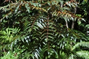 <strong>Anacardiaceae - Poupartia borbonica - J.F.Gmel.</strong><br />© Sarrailh Jean-Michel / CIRAD