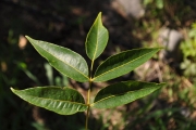 <strong>Anacardiaceae - Poupartia borbonica - J.F.Gmel.</strong><br />© Sarrailh Jean-Michel / CIRAD