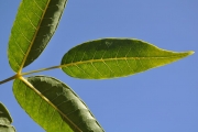 <strong>Anacardiaceae - Poupartia borbonica - J.F.Gmel.</strong><br />© Sarrailh Jean-Michel / CIRAD