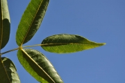 <strong>Anacardiaceae - Poupartia borbonica - J.F.Gmel.</strong><br />© Sarrailh Jean-Michel / CIRAD