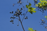 <strong>Anacardiaceae - Poupartia borbonica - J.F.Gmel.</strong><br />© Sarrailh Jean-Michel / CIRAD