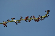 <strong>Anacardiaceae - Poupartia borbonica - J.F.Gmel.</strong><br />© Sarrailh Jean-Michel / CIRAD