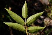 <strong>Anacardiaceae - Poupartia borbonica - J.F.Gmel.</strong><br />© Sarrailh Jean-Michel / CIRAD