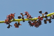 <strong>Anacardiaceae - Poupartia borbonica - J.F.Gmel.</strong><br />© Sarrailh Jean-Michel / CIRAD