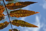 <strong>Anacardiaceae - Poupartia borbonica - J.F.Gmel.</strong><br />© Sarrailh Jean-Michel / CIRAD
