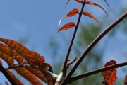 <strong>Anacardiaceae - Poupartia borbonica - J.F.Gmel.</strong><br />© Sarrailh Jean-Michel / CIRAD
