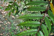 <strong>Anacardiaceae - Poupartia borbonica - J.F.Gmel.</strong><br />© Sarrailh Jean-Michel / CIRAD