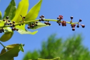 <strong>Anacardiaceae - Poupartia borbonica - J.F.Gmel.</strong><br />© Sarrailh Jean-Michel / CIRAD