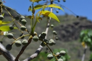 <strong>Anacardiaceae - Poupartia borbonica - J.F.Gmel.</strong><br />© Sarrailh Jean-Michel / CIRAD